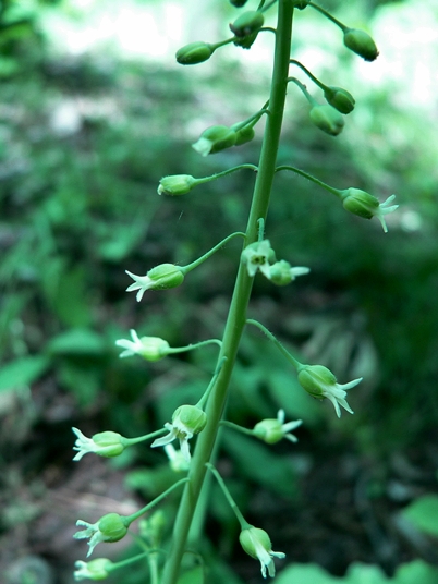 {Boechera canadensis}